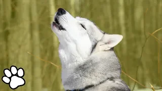 Huskies Singing 🎤 | Husky Singing & Talking | #thatpetlife