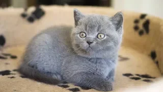 Британский кот Джаспер в возрасте 6 недель