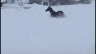 Лошади в снегу.