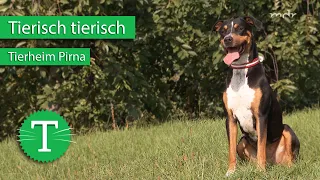 Tierisch tierisch aus dem Tierheim Pirna | Sendung vom 30.09.2020 | MDR