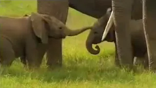 Cute Baby Elephants Fighting! | David Attenborough | BBC Studios