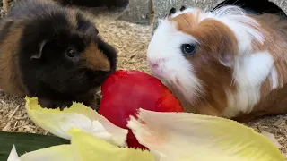 Guinea pigs eating