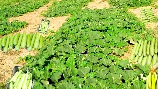 Gorud Harvest: Loki Vegetable | Gourd Vegetable