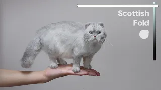 "Scottish Fold" The process of making with wool felt