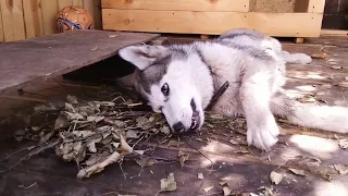 Когда забыли позвать в баню....