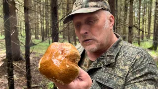 Папан не ожидал найти грибы в этом лесу но они есть ! Белые грибы начались ! Грибы 2022 !