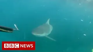Australian teenagers film 'scary' shark encounter - BBC News