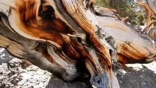 Schulman Grove - Ancient Bristlecone Pine Forest and Mexican Gold Mine Hike