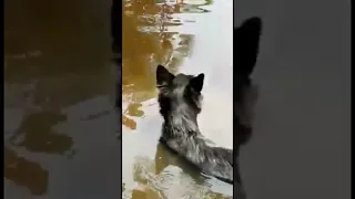 Crocodile attacks family dog in Sri Lanka. #shorts