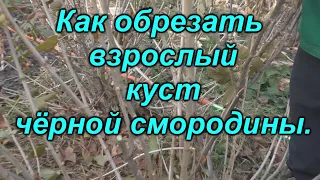 Правильная обрезка 3-х летнего куста черной смородины - залог высокого урожая!