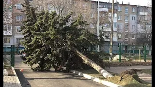 БЕРДЯНСК 2018 Зеленгосп знищив ялинку 2018 12 03