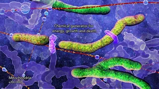 Organelles of a human cell (2014) by Drew Berry and Etsuko Uno wehi.tv