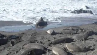 Male elephant seal battle near San Simeon. January 5, 2011