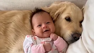 🐶 Cute Golden Retriever And Baby Videos (Compilation)