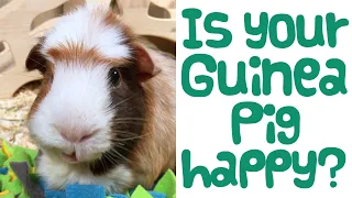 7 Signs Your Guinea Pig is HAPPY! | How to Tell if Your Guinea Pig is Happy | Guinea Piggles