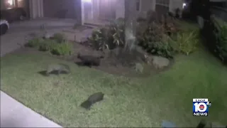 Video shows wild hogs wreaking havoc on Broward neighborhood