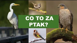 Co to za ptak? - Poziom BARDZO ŁATWY