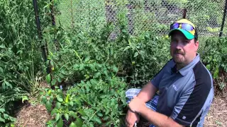 How to trim your tomato plants in a straw bale garden