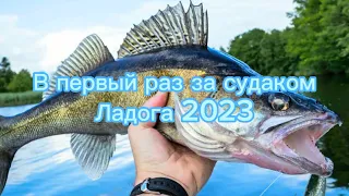 В первый раз за судаком. Ладога 2023