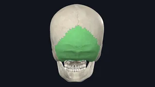 Occipital bone / العظم القفوي