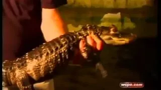 Officers talk about finding gators in drug bust