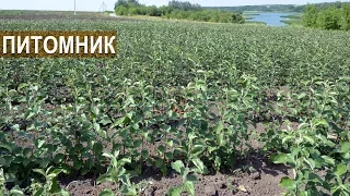 Питомник на 50 000 саженцев яблонь.  КФХ Берзой.