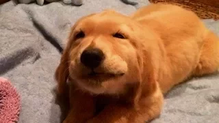 Puppies Talking and Arguing With Their Humans Compilation