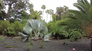 VISITANDO EL PARQUE GARCIA SANABRIA EN TENERIFE 2024 SERVANDO OLIVA