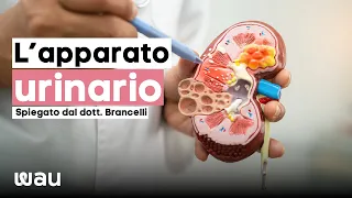 Lezione di Anatomia: l'apparato urinario