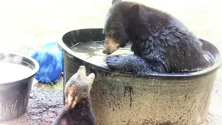 MAMA BEAR WANTS THE TUB ALL TO HERSELF!