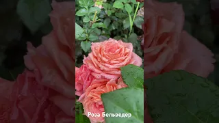 Роза Бельведер / rose Belvedere