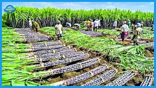 Growing & Harvesting Billions Tons of Sugarcane & Mushroom. Sugar & Chocolate Production Factory.