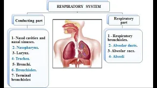 Respiratory system 1: Nasal cavity, Nasopharynx and larynx 2021