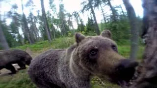 Brown bears in Finland Vs GoPro housing