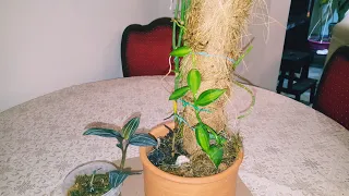 2 орхидеи из погибавших отростков-ваниль и лудизия
