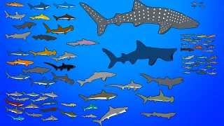 78 Living Sharks - Animated Size Comparison - What is the biggest shark?