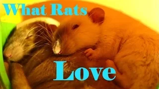 10 Things my Pet Rats love to do