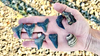 LIVE Shark Tooth Hunting in Charleston, SC!