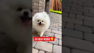 Cute ❤pomeranian dog🐶status video viral tiktok #cute #dog #statusvideo #latestviralvideo #yt #shorts