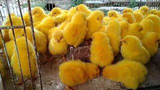 ayam warna-Warni/ayam teletabis