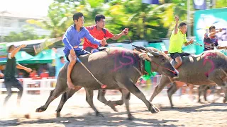 Drag Racing Buffalos in Thailand