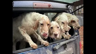 English Setter Song "Together, Forever" written by Nancy Simmonds for Musical Tails.