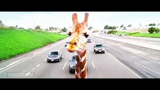The Hangover Part III (2013) - Alan's Giraffe Scene
