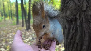 О Длинноухом, Копии и Том Самом бельчонке / About Long-Eared, Copy and Same squirrel