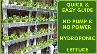 Growing Hydroponic Lettuce No Pump No Greenhouse | Kratky DIY Hydroponics | How To Grow Lettuce