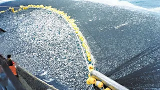 This is How Fisherman Catch Hundreds Tons Salmon. Modern Fish Processing & Fishing Net Video