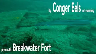 Big Conger eels out swimming