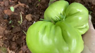 Новинки томатов серии Гном в теплице. Начало августа