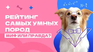 Рейтинг самый умных пород! Бордер колли самая умная? Откуда взялся рейтинг