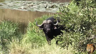 Two Male Lions Hide From Buffalo And Elephant